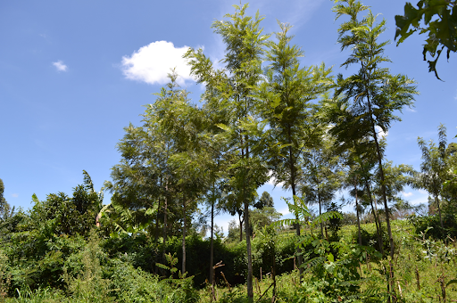 Earth Day Forest Photo